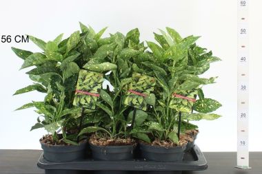 Márványos babérsom  ' 'AUCUBA JAPONICA CROTONIFOLIA 30/35 CS17