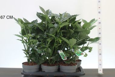 Japán babérsom   ' 'AUCUBA JAPONICA ROZANNIE 30/35 CS17