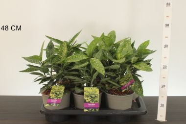 Tarkalevelű babérsom  ' 'AUCUBA JAPONICA VARIEGATA 25/+ CS17