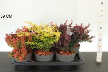 Japán borbolya ' 'BERBERIS FAJTÁK 20/25 K2