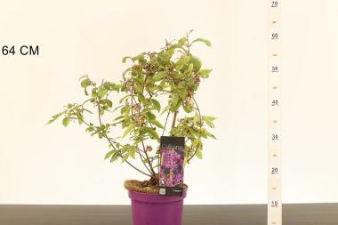 Kínai lilabogyó   ' 'CALLICARPA BODINIERI PROFUSION 55/60 CS19