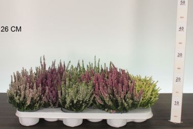 Csarab     ' 'CALLUNA VULGARIS BEAUTY LADIES CS9,5