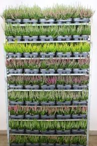 Csarab     ' 'CALLUNA VULGARIS BEAUTY LADIES 15/+ CS12