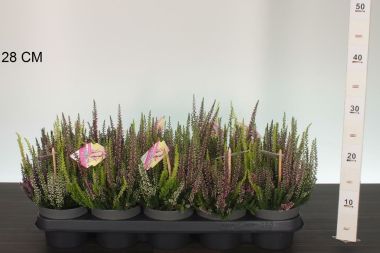 Csarab     ' 'CALLUNA VULGARIS BEAUTY LADIES HIGH FIVE 15/+ CS12