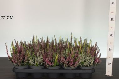 Csarab     ' 'CALLUNA VULGARIS BEAUTY LADIES TRIOS 15/+ CS12