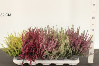 Csarab     ' 'CALLUNA VULGARIS GARDEN GIRLS 20/25 CS11