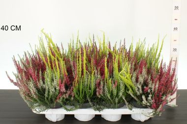 Csarab     ' 'CALLUNA VULGARIS GARDEN GIRLS TRIO GIRL 20/25 CS12