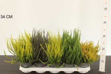 Csarab     ' 'CALLUNA VULGARIS SUNSET 20/25 CS11