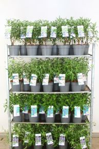 Angol kékszakáll' 'CARYOPTERIS CLANDONENSIS DARK KNIGHT 25/30 K3