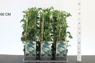 Kúszó hortenzia    ' 'HYDRANGEA ANOMALA PETIOLARIS 40CM K2