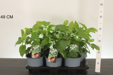 Cserjés hortenzia   ' 'HYDRANGEA ARBORESCENS ANNABELLE K2,5