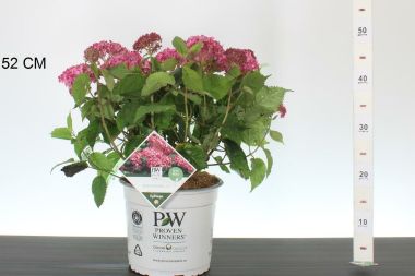 Cserjés hortenzia  ' 'HYDRANGEA ARBORESCENS RUBY ANNABELLE 40CM K5