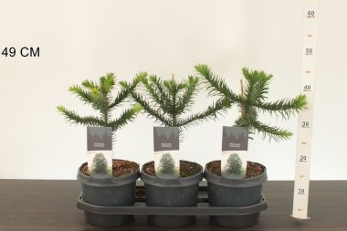Chilei fenyő   ARAUCARIA ARAUCANA 35/40 K3
