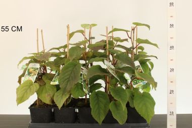 Jenny kiviACTINIDIA DELICIOSA JENNY 40/50 K2