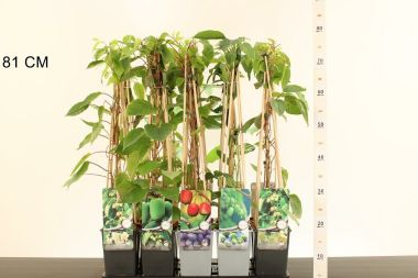 Japán kivi ACTINIDIA ARGUTA 40/60 K2
