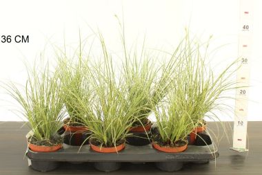 Örökzöld sás  ' 'CAREX BRUNNEA VARIEGATA 25/40 CS10,5
