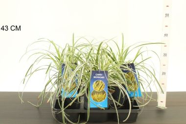 Madárlábú sás  ' 'CAREX OSHIMENSIS FEATHER FALLS 25/35 K2