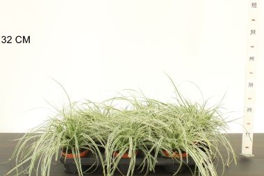 Madárlábú sás ' 'CAREX OSHIMENSIS EVEREST CS10,5