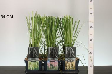 Pampafű ' 'CORTADERIA FAJTÁK K2