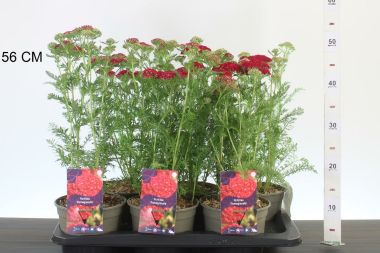 Közönséges cickafark ' 'ACHILLEA MILLEFOLIUM FAJTÁK 30/40 CS17