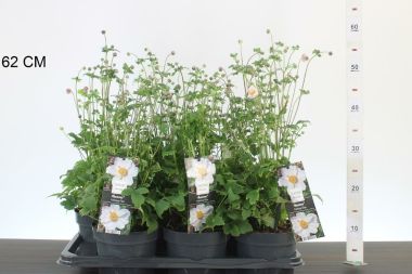 Szellőrózsa   ' 'ANEMONE FANSASY SNOW ELSA 40/+ CS17