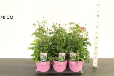 Szellőrózsa   ' 'ANEMONE HUPEHENSIS EMMY DEAP ROSE 30/40 CS15