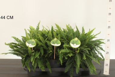 Erdei bordapáfrány ' 'BLECHNUM SPICANT 15/20 CS17