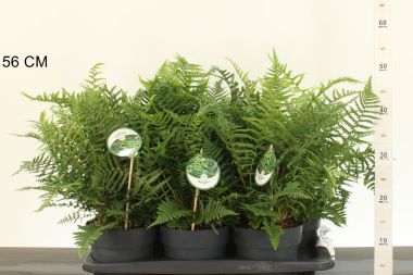 Erdei pajzsika ' 'DRYOPTERIS AFNIS CS17