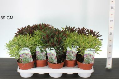 Kutyatej   ' 'EUPHORBIA FAJTÁK CS13