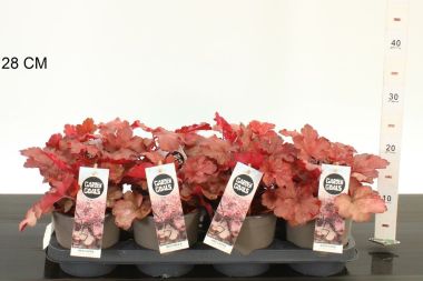 Tűzeső ' 'HEUCHERA CERRY COLA K1,5
