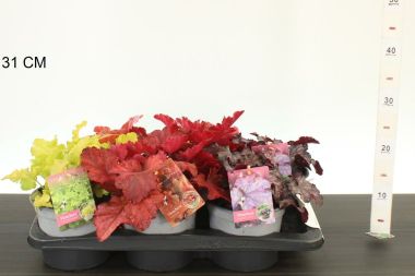 Tűzeső ' 'HEUCHERA FAJTÁK K2