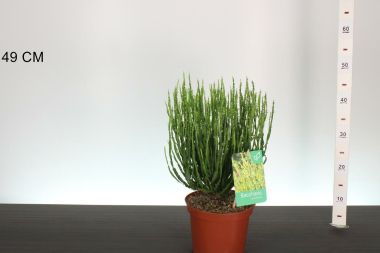 Korall cserje  BACCHARIS GENISTELOIDES K3