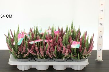 Csarab     CALLUNA VULGARIS GARDEN GIRLS TWIN GIRL CS12
