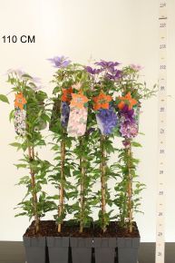 Iszalag     CLEMATIS FAJTÁK 90CM K2