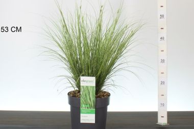 Örökzöld sás   CAREX BRUNNEA VARIEGATA 40/50 CS19
