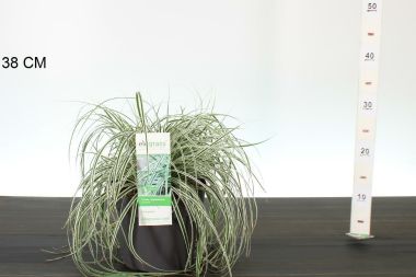 Madárlábú sás   CAREX OSHIMENSIS EVEREST 40/50 CS19