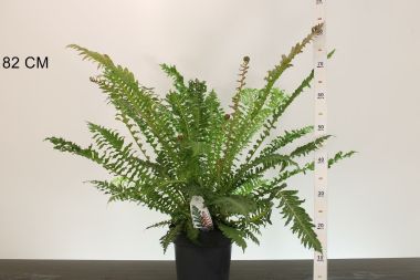 Páfrány BLECHNUM BRASILIENSE VULCANO 80/100 K5
