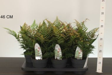  Erdei pajzsika  DRYOPTERIS ERYTHROSORA BRILIANCE 30/40 CS15
