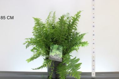  Erdei pajzsika  DRYOPTERIS FILIX MAX 40/50 K10