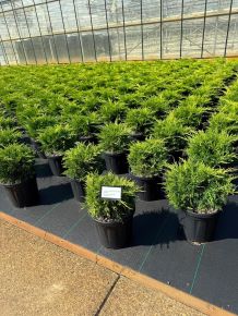 Arany boróka bonsai  JUNIPERUS MEDIA OLD GOLD 30/40 K8