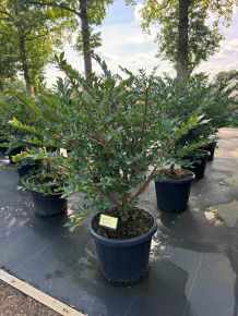 Szárnyas kecskerágó  EUONYMUS ALATUS 80/+ K25
