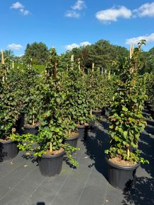 Kúszó hortenzia HYDRANGEA PETIOLARIS 100/+ K25