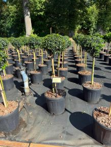 Közönséges magyal ILEX AQUIFOLIUM HECKENZWERG T40 30/35 K11