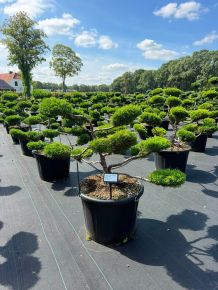 Arany boróka bonsai  JUNIPERUS MEDIA OLD GOLD BONSAI 80/100 K65