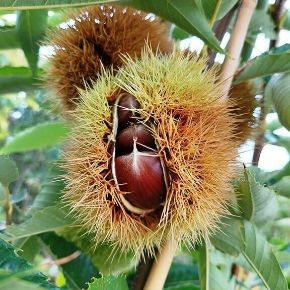 Szelídgesztenye CASTANEA SATIVA BOUCHE DE BETIZAC 150/+ K7