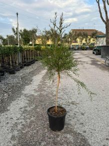 Kefevirág  CALLISTEMON CITRINUS T1/4 K9