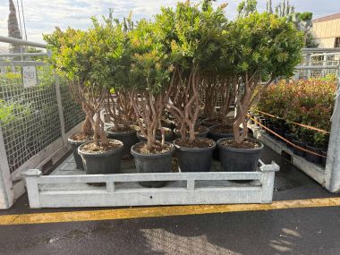 Kefevirág  CALLISTEMON VIMINALIS RED STAR TÖBBTÖRZSES 130/150 K65 