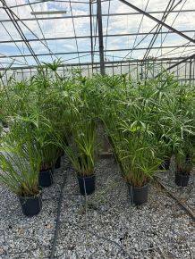 Papirusz-sás      CYPERUS PAPYRUS K9                                  