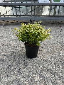 Nagyvirágú tárnicslonc   ABELIA X GRANDIFLORA KALEIDOSCOPE K3