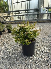 Nagyvirágú tárnicslonc  ABELIA X GRANDIFLORA KALEIDOSCOPE K10